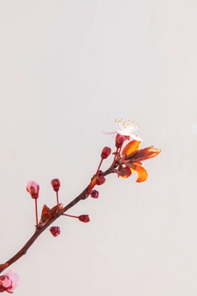 _05A6093.jpg